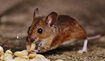 24 Hour & Emergency Exterminators in Montgomery, KY
